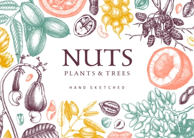 Vector nuts background in color. Vintage nuts sketched frame. Healthy food backdrop with branches, plants, nutshells hand-drawings. Realistic botanical illustrations for packaging design